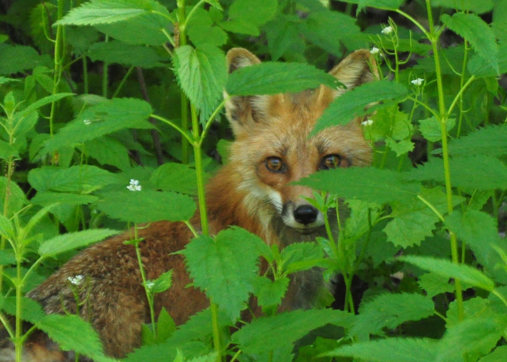 Looking for Dinner -- red fox